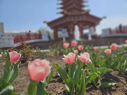 В Элисте продолжается Фестиваль тюльпанов