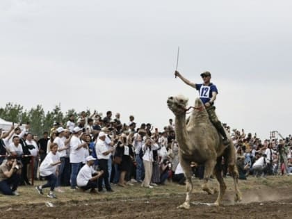 Наездник из Калмыкии выиграл на верблюжьих бегах в Астрахани приз 100 тыс рублей