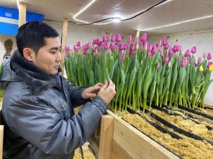 В Калмыкии проверяют местные тюльпаны