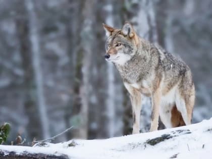 В Лаганском районе Калмыкии начался отстрел волков