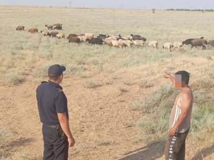 Житель Октябрьского района подозревается в краже 17 голов овец