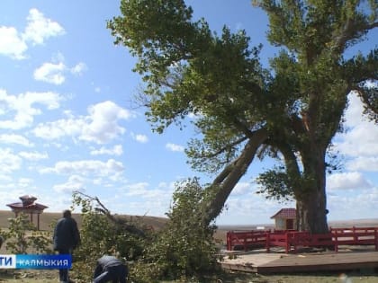 Из-за сильного ветра сломалась ветка Одинокого тополя