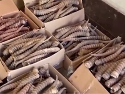 Уроженец Калмыкии перевозил 1,5 тысячи штук рогов краснокнижного сайгака