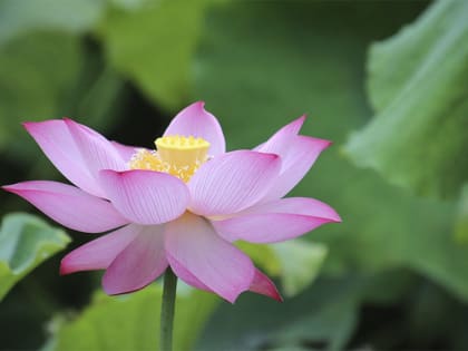 «От рока до хардкора»: музыкантов приглашают выступить на Фестивале лотосов в Калмыкии