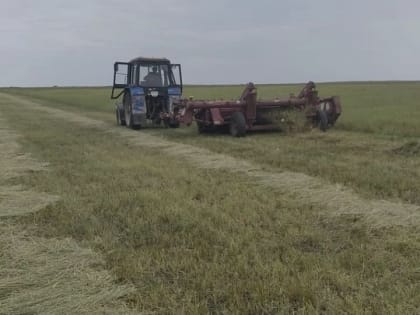 В муниципалитете Калмыкии  идёт заготовка сена