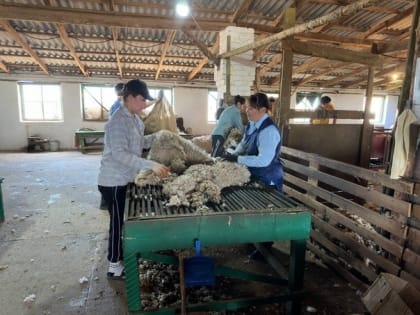 В овцеводческих хозяйствах Калмыкии завершена стрижка