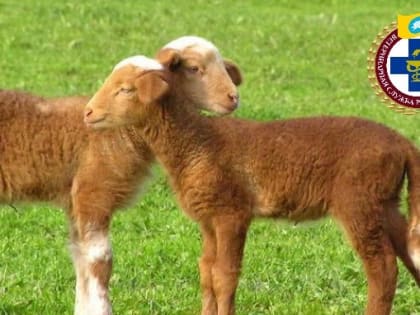 В Калмыкии снижается количество заражений животных