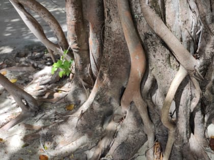 Одинокий тополь Калмыкии стал одним из победителей премии «Маршрут построен»