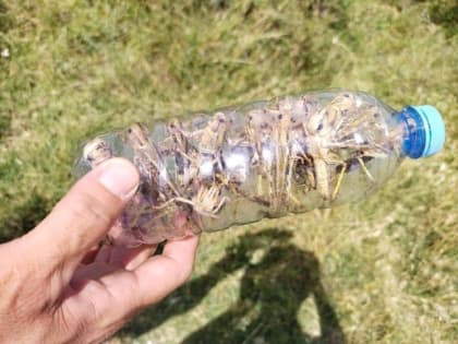 В Калмыкии продолжается борьба с саранчовыми вредителями