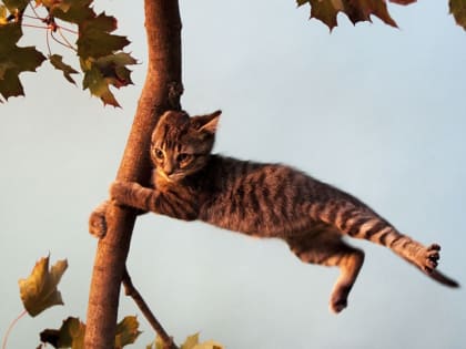 28 июля в Республике местами ожидается усиление западного ветра с порывами до 20 м/с