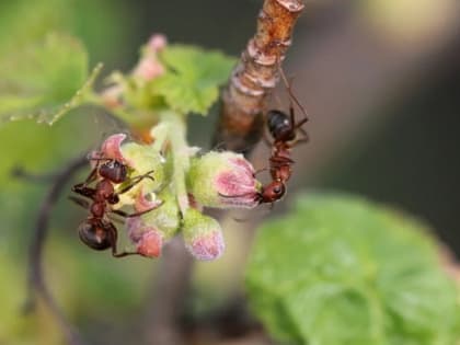 Боремся с муравьями на смородине