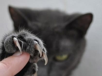 В Черноземельском районе ввели карантин по бешенству