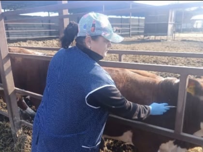 В Калмыкии в Городовиковском районе ликвидировали очаг лейкоза КРС