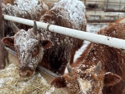 В Калмыкии подвели итоги заявок на субсидии сельхозпроизводителям