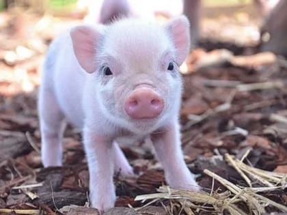 В Калмыкии проводят меры по предупреждению чумы свиней