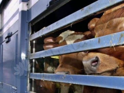В 2022 году из Калмыкии заграницу было вывезено 12 животных-компаньонов