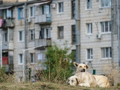 В Калмыкии создали чат-бот по отлову бродячих собак