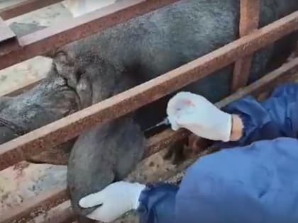 В муниципалитете Калмыкии проводят мероприятия по ликвидации чумы свиней