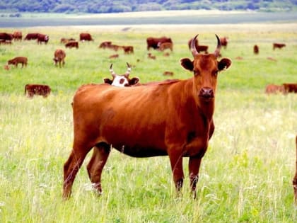 Аграрии Калмыкии вносят вклад в развитие животноводства на юге