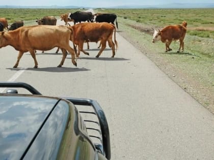 За полгода в Калмыкии произошло более 50 ДТП с участием скота