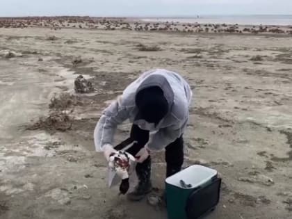 В Ики-Бурульском районе в русле реки Подманок в 4,5 километрах южнее посёлка Южный объявлен карантин по высокопатогенному гриппу птиц