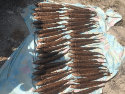 42 экземпляра незаконно добытой рыбы семейства осетровых изъяли полицейские в Калмыкии