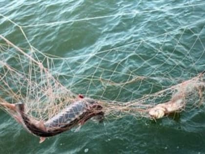 В Яшалтинском и Черноземельском районах пресечена незаконная добыча рыбы