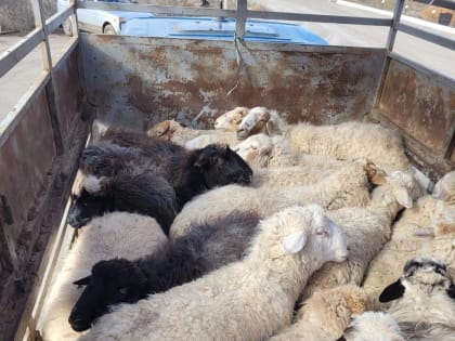 Сотрудники полиции помогли семье из Яшалтинского района найти пропавшую отару овец