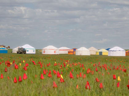 Калмыкия готовится к Фестивалю тюльпанов