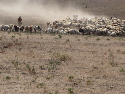 Прокуратура Калмыкии проверила нормы нагрузки скота на пастбища