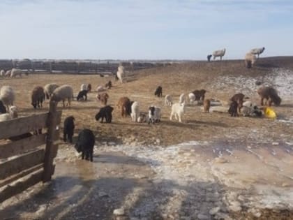 Целиненцы готовятся к окотной кампании