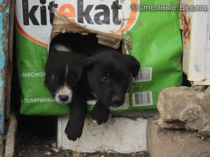 В столице Калмыкии пройдет акция помощи бездомным животным