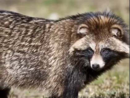 В Сарпинском районе Калмыкии установили карантин по бешенству