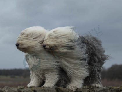 В Калмыкии ожидается усиление восточного ветра с порывами до 23 м/с