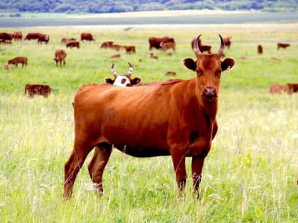В Калмыкии планируют создать племенной центр по калмыцкой породе крупного рогатого скота