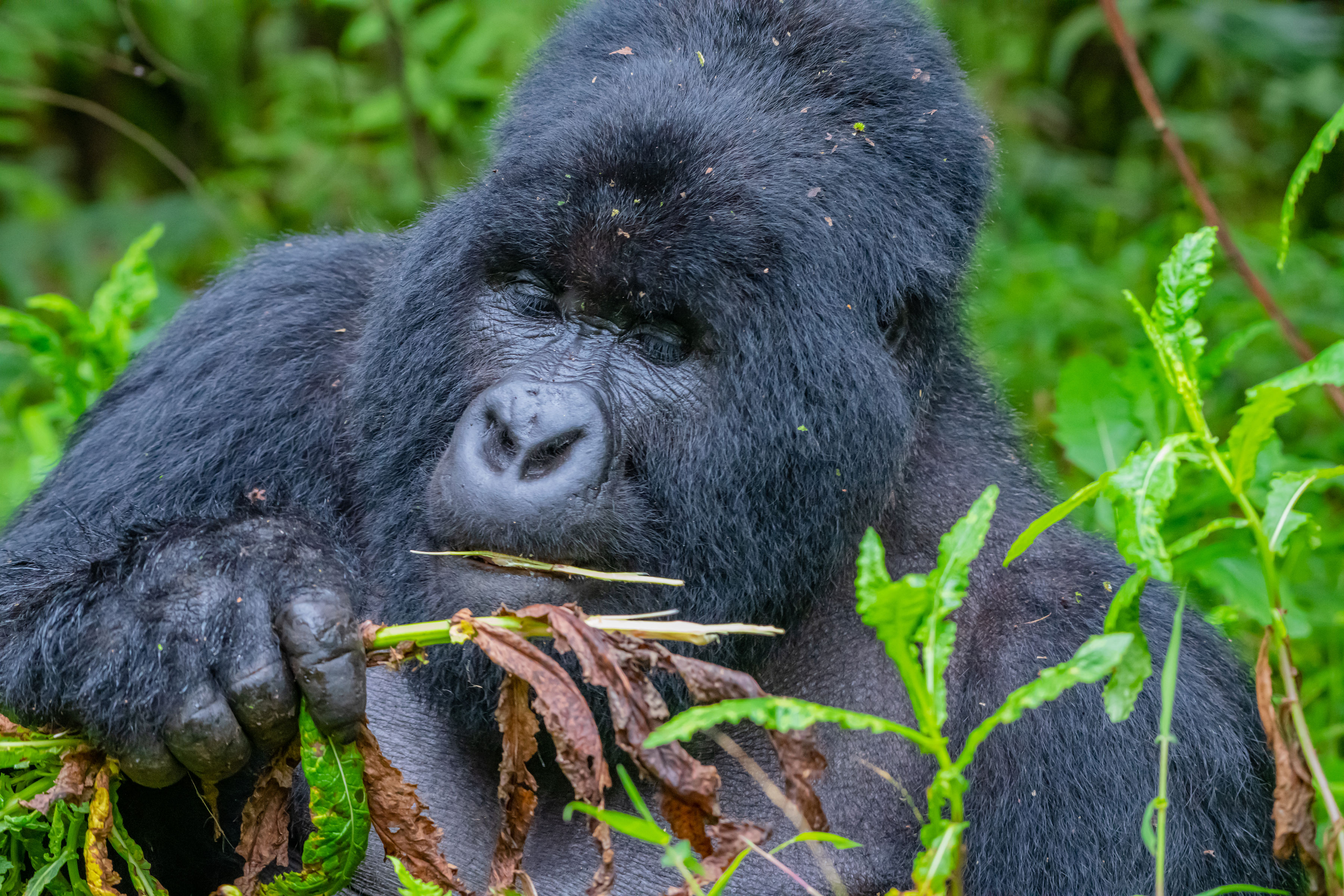 Bwindi Gorilla Tours