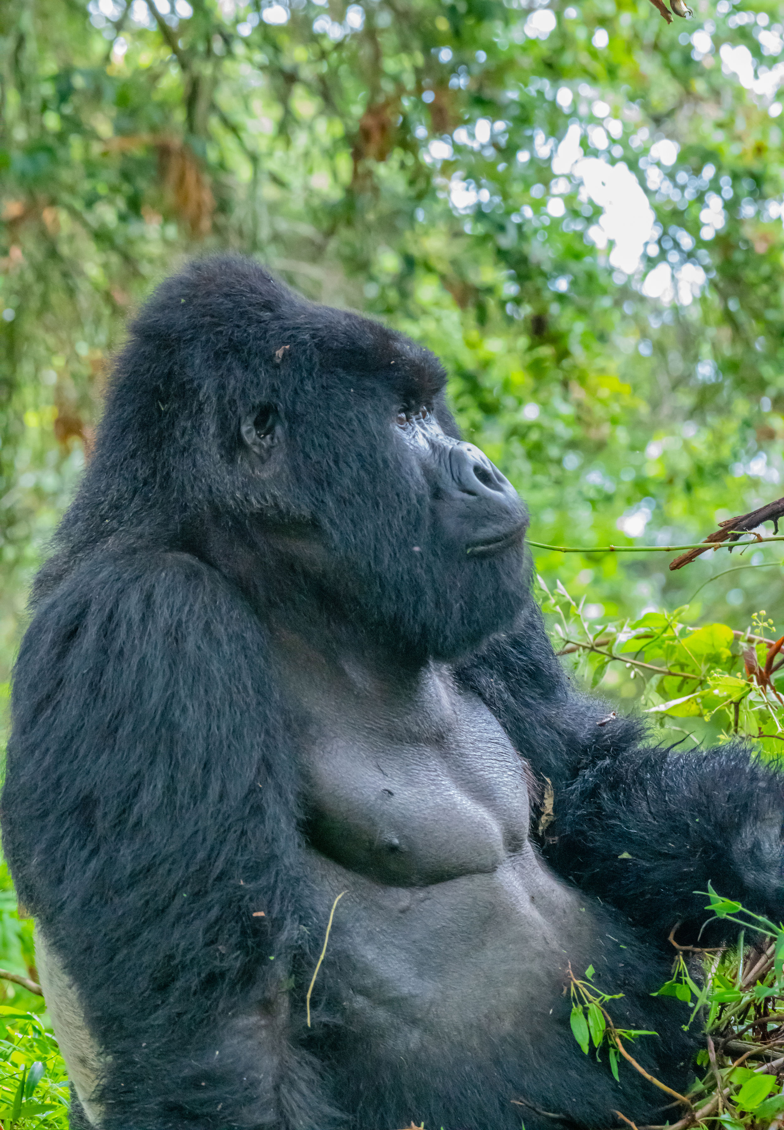 Bwindi Gorilla Tours