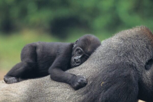 7 Days Highlights of Rwanda Safari