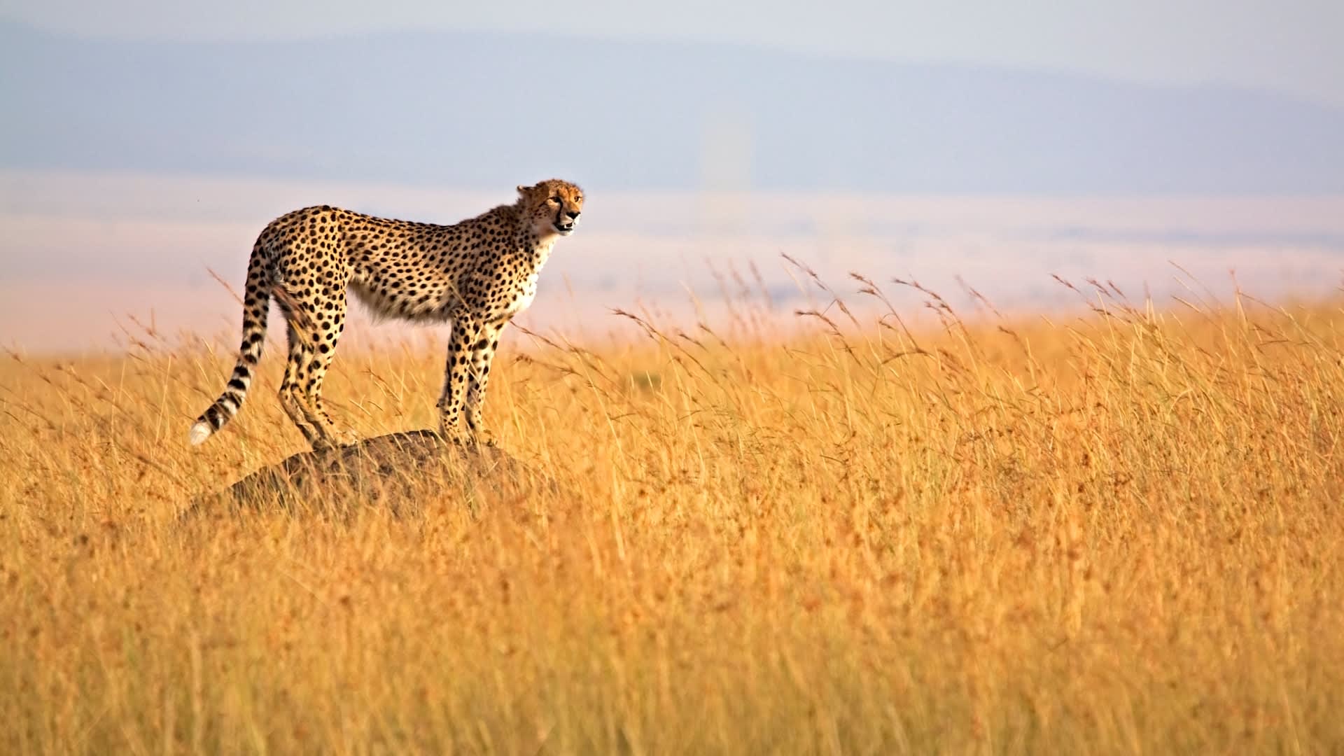 Cheetah at the Masai Mara, Kenya