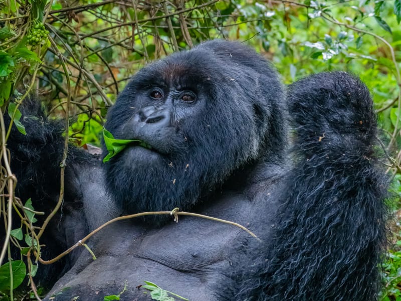 4 Days Bwindi Gorilla Habituation Safari
