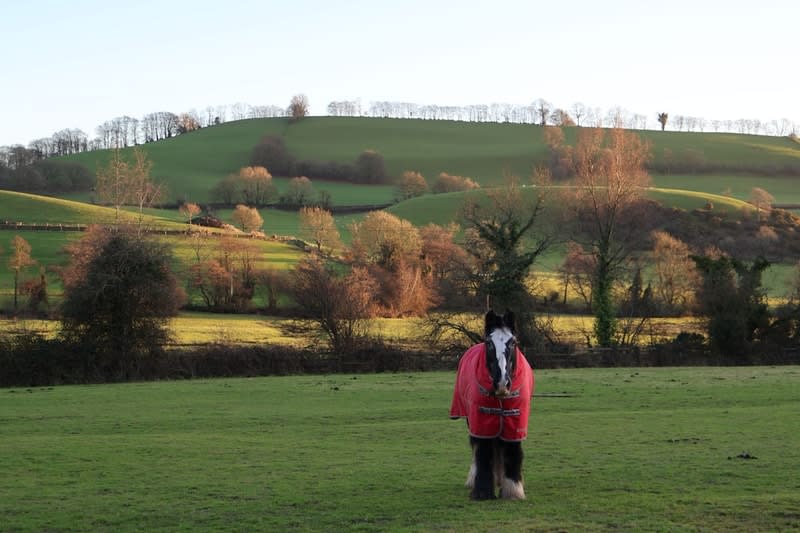 Irish Cob (Gypsy Vanner)