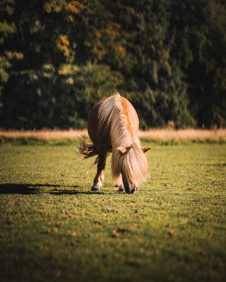 Shetland Pony