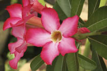 Trimming Desert Rose Plants: Learn About Desert Rose Pruning Techniques