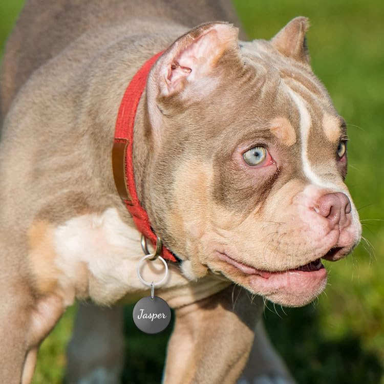 Vue 5 de Medaille Chien Et Chat