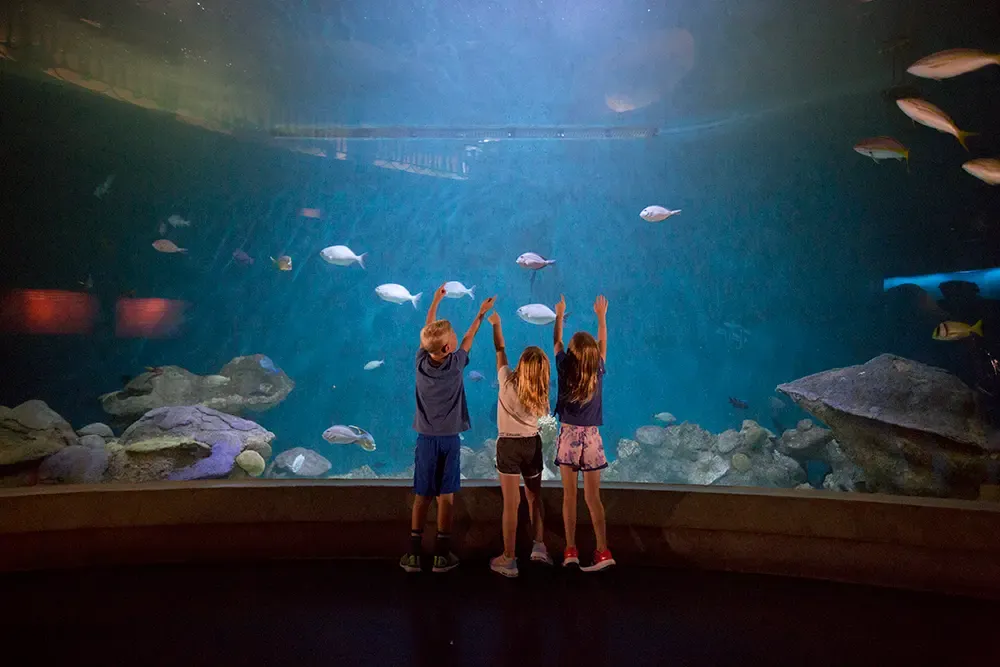 National Mississippi River Museum and Aquarium SVL