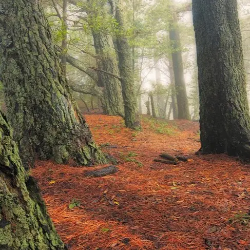 Tilden Regional Park