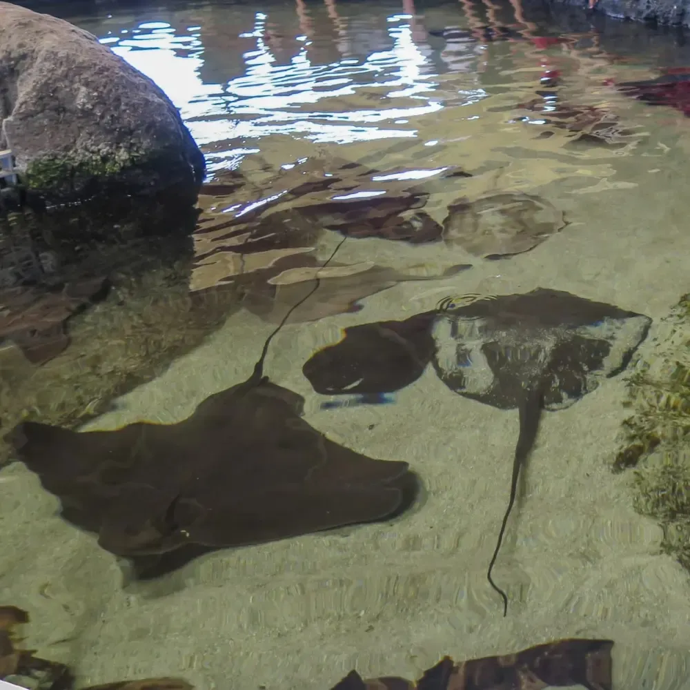  Living Coast Discovery Center Chula Vista