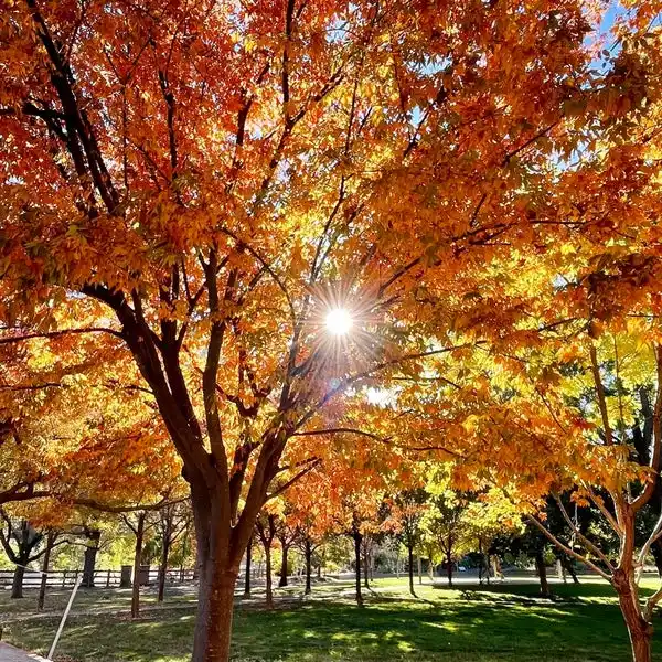 Markham Nature Park and Arboretum SVL