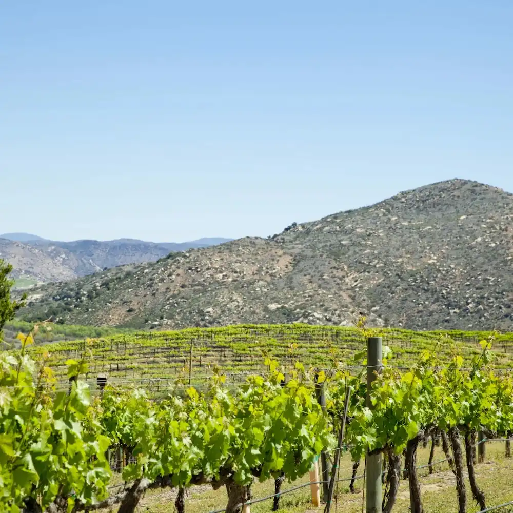 Escondido wineries SVL