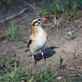 Craig Regional Park SVL